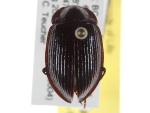  ( - BIOUG09883-H06)  @11 [ ] CreativeCommons - Attribution (2014) CBG Photography Group Centre for Biodiversity Genomics