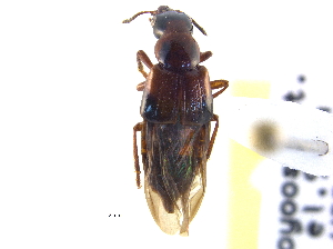  ( - BIOUG09884-D09)  @11 [ ] CreativeCommons - Attribution (2014) CBG Photography Group Centre for Biodiversity Genomics