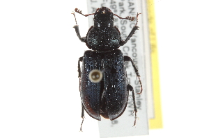  ( - BIOUG09884-H01)  @13 [ ] CreativeCommons - Attribution (2014) CBG Photography Group Centre for Biodiversity Genomics