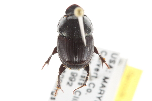  ( - BIOUG09885-D04)  @13 [ ] CreativeCommons - Attribution (2014) CBG Photography Group Centre for Biodiversity Genomics