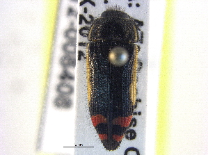  (Acmaeodera opacula - BIOUG09886-B01)  @14 [ ] CreativeCommons - Attribution (2014) CBG Photography Group Centre for Biodiversity Genomics