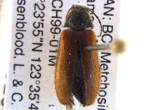  (Macropogon testaceipennis - BIOUG09886-D11)  @13 [ ] CreativeCommons - Attribution (2014) CBG Photography Group Centre for Biodiversity Genomics