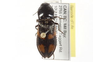  ( - BIOUG09886-G06)  @13 [ ] CreativeCommons - Attribution (2014) CBG Photography Group Centre for Biodiversity Genomics