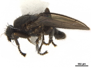  ( - BIOUG47277-G11)  @11 [ ] CreativeCommons - Attribution (2019) CBG Photography Group Centre for Biodiversity Genomics