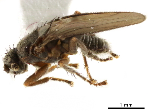  ( - BIOUG47277-H01)  @11 [ ] CreativeCommons - Attribution (2019) CBG Photography Group Centre for Biodiversity Genomics