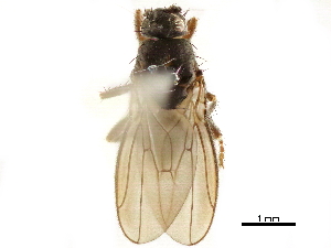  ( - BIOUG47277-H03)  @11 [ ] CreativeCommons - Attribution (2019) CBG Photography Group Centre for Biodiversity Genomics