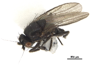  ( - BIOUG47277-H05)  @11 [ ] CreativeCommons - Attribution (2019) CBG Photography Group Centre for Biodiversity Genomics