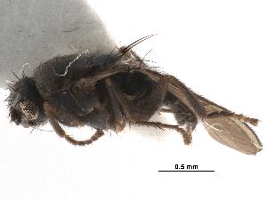  ( - BIOUG47277-H08)  @11 [ ] CreativeCommons - Attribution (2019) CBG Photography Group Centre for Biodiversity Genomics
