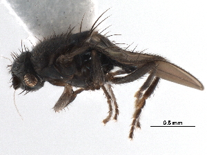  ( - BIOUG47277-H11)  @11 [ ] CreativeCommons - Attribution (2019) CBG Photography Group Centre for Biodiversity Genomics