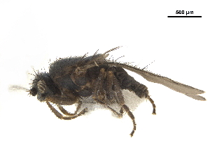  ( - BIOUG47278-A10)  @11 [ ] CreativeCommons - Attribution (2019) CBG Photography Group Centre for Biodiversity Genomics