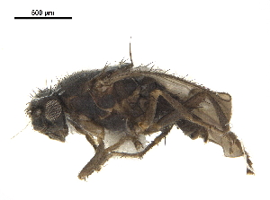  ( - BIOUG47278-A11)  @11 [ ] CreativeCommons - Attribution (2019) CBG Photography Group Centre for Biodiversity Genomics
