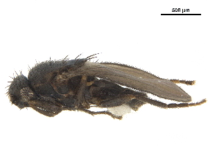  ( - BIOUG47278-B02)  @11 [ ] CreativeCommons - Attribution (2019) CBG Photography Group Centre for Biodiversity Genomics