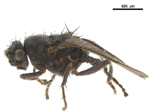  ( - BIOUG47278-B03)  @11 [ ] CreativeCommons - Attribution (2019) CBG Photography Group Centre for Biodiversity Genomics