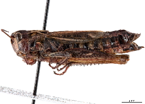  ( - BIOUG56824-A04)  @11 [ ] CreativeCommons - Attribution (2021) CBG Photography Group Centre for Biodiversity Genomics