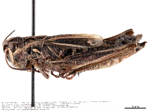  ( - BIOUG56824-C06)  @11 [ ] CreativeCommons - Attribution (2021) CBG Photography Group Centre for Biodiversity Genomics