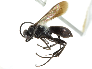  ( - CCDB-24289-H08)  @13 [ ] CreativeCommons - Attribution (2015) CBG Photography Group Centre for Biodiversity Genomics