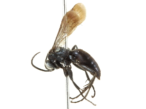  ( - CCDB-24289-H09)  @11 [ ] CreativeCommons - Attribution (2015) CBG Photography Group Centre for Biodiversity Genomics