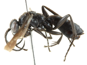  ( - CCDB-24289-H10)  @11 [ ] CreativeCommons - Attribution (2015) CBG Photography Group Centre for Biodiversity Genomics