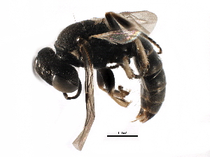  ( - CCDB-28918-B10)  @11 [ ] CreativeCommons - Attribution (2015) CBG Photography Group Centre for Biodiversity Genomics