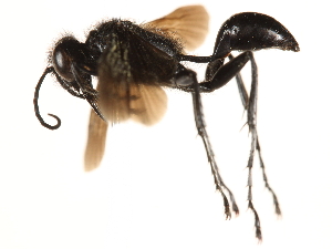  ( - CCDB-28918-D09)  @12 [ ] CreativeCommons - Attribution (2015) CBG Photography Group Centre for Biodiversity Genomics