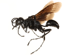  ( - CCDB-28918-D10)  @13 [ ] CreativeCommons - Attribution (2015) CBG Photography Group Centre for Biodiversity Genomics