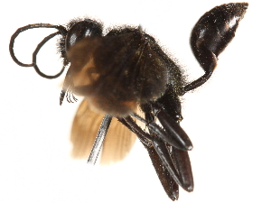  ( - CCDB-28918-D11)  @13 [ ] CreativeCommons - Attribution (2015) CBG Photography Group Centre for Biodiversity Genomics