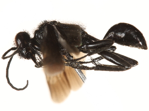 ( - CCDB-28918-D12)  @12 [ ] CreativeCommons - Attribution (2015) CBG Photography Group Centre for Biodiversity Genomics