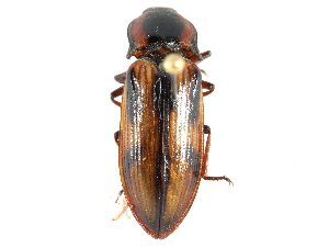  ( - CCDB-28919-E12)  @11 [ ] CreativeCommons - Attribution (2015) CBG Photography Group Centre for Biodiversity Genomics