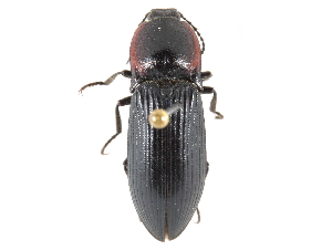  ( - CCDB-28919-F02)  @11 [ ] CreativeCommons - Attribution (2015) CBG Photography Group Centre for Biodiversity Genomics