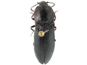  ( - CCDB-28919-F06)  @11 [ ] CreativeCommons - Attribution (2015) CBG Photography Group Centre for Biodiversity Genomics
