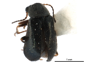  ( - CCDB-28920-D11)  @11 [ ] CreativeCommons - Attribution (2015) CBG Photography Group Centre for Biodiversity Genomics