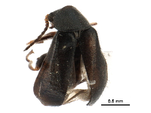  ( - CCDB-28920-D12)  @11 [ ] CreativeCommons - Attribution (2015) CBG Photography Group Centre for Biodiversity Genomics