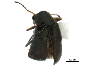  (Attalus nigrinus - CCDB-28920-E01)  @11 [ ] CreativeCommons - Attribution (2015) CBG Photography Group Centre for Biodiversity Genomics