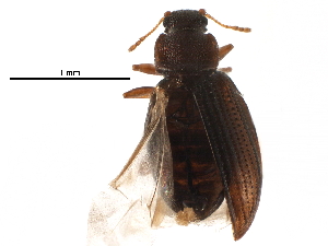  ( - CCDB-28921-C07)  @11 [ ] CreativeCommons - Attribution (2015) CBG Photography Group Centre for Biodiversity Genomics