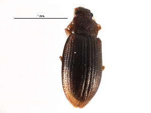  ( - CCDB-28921-C08)  @11 [ ] CreativeCommons - Attribution (2015) CBG Photography Group Centre for Biodiversity Genomics