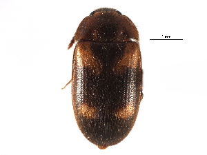  (Mycetophagus californicus - CCDB-28921-C10)  @11 [ ] CreativeCommons - Attribution (2015) CBG Photography Group Centre for Biodiversity Genomics