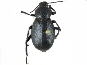  (Eleodes humeralis - CCDB-28921-D05)  @14 [ ] CreativeCommons - Attribution (2015) CBG Photography Group Centre for Biodiversity Genomics