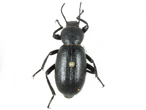  (Eleodes nigrinus - CCDB-28921-D10)  @11 [ ] CreativeCommons - Attribution (2015) CBG Photography Group Centre for Biodiversity Genomics