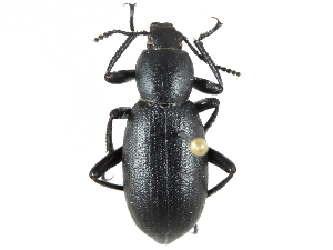  ( - CCDB-28921-D12)  @11 [ ] CreativeCommons - Attribution (2015) CBG Photography Group Centre for Biodiversity Genomics