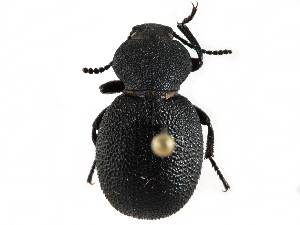  (Eleodes novoverruculus - CCDB-28921-E03)  @14 [ ] CreativeCommons - Attribution (2015) CBG Photography Group Centre for Biodiversity Genomics