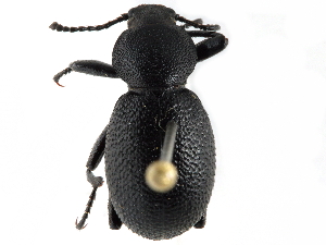  ( - CCDB-28921-E11)  @14 [ ] CreativeCommons - Attribution (2015) CBG Photography Group Centre for Biodiversity Genomics