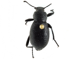  ( - CCDB-28921-F03)  @14 [ ] CreativeCommons - Attribution (2015) CBG Photography Group Centre for Biodiversity Genomics
