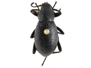  (Eleodes granulata - CCDB-28921-F04)  @14 [ ] CreativeCommons - Attribution (2015) CBG Photography Group Centre for Biodiversity Genomics