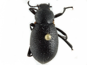  ( - CCDB-28921-F05)  @11 [ ] CreativeCommons - Attribution (2015) CBG Photography Group Centre for Biodiversity Genomics