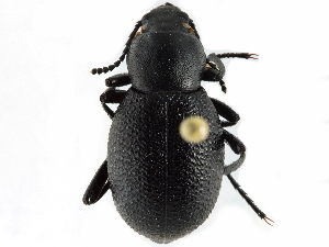  ( - CCDB-28921-F07)  @11 [ ] CreativeCommons - Attribution (2015) CBG Photography Group Centre for Biodiversity Genomics