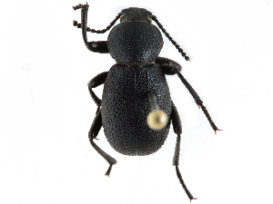  (Eleodes rotundipennis - CCDB-28921-F08)  @14 [ ] CreativeCommons - Attribution (2015) CBG Photography Group Centre for Biodiversity Genomics