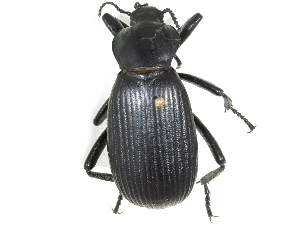  ( - CCDB-28921-H10)  @14 [ ] CreativeCommons - Attribution (2015) CBG Photography Group Centre for Biodiversity Genomics