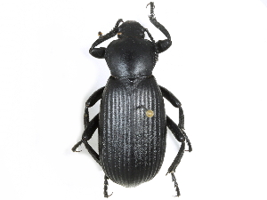 (Eleodes obscurus - CCDB-28921-H11)  @14 [ ] CreativeCommons - Attribution (2015) CBG Photography Group Centre for Biodiversity Genomics