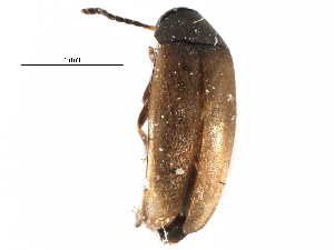  ( - CCDB-28922-D11)  @13 [ ] CreativeCommons - Attribution (2015) CBG Photography Group Centre for Biodiversity Genomics