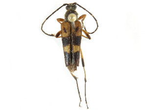  (Etorofus obliteratus - CCDB-28922-E04)  @14 [ ] CreativeCommons - Attribution (2015) CBG Photography Group Centre for Biodiversity Genomics